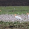 アマサギとチュウサギ