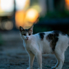 近隣繁華街のねこさん