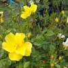 それでも子供の方が可愛いのはなぜ