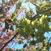 緑色の桜が咲いていました”ギョイコウ”（御衣黄桜）