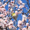 🐤今シーズンの初メジロさん😊