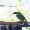 Crimson-rumped Toucanet コシアカミドリチュウハシ