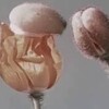『花と昆虫』(1956：奥山大六郎、飯田勢一郎)