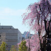 宇都宮・八幡山公園の桜