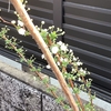 八重咲きのユキヤナギが。。。咲きました。