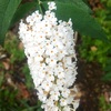 ブッドレアの花