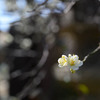 北野天満宮、春の光景