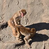 かみね動物園〜家族で海の見える茨城の動物園へ