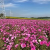 南知多のコスモスとコロナワクチンなど