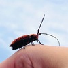 ホシベニカミキリを救う
