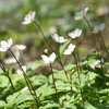 春が来た！春先の花々