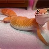 レオパと人工飼料