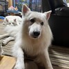 久しぶりに辛い発作