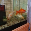 新しいエサでアドレナリン