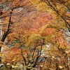 紅葉の高尾山