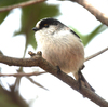 近所で鳥を見た日記（２０２４　０２０４）その８。