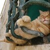 猫に本気で学びたい！｢どこでも眠れる｣技術

世界を旅する犬猫写真家が見つけた極意は？


