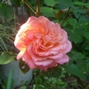 アンネ・フランクの薔薇が咲いた