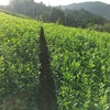 濃い緑色の刈り整えられた茶畑へ