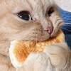 ある..私のファンへ