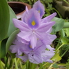  うす紫の花