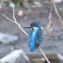 藤鈴呼　FUJISUZUKO