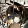 黒柴 🐶 つん