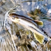 秋は、オイカワ＆カワムツ釣りが楽しい！里の清流で小魚と戯れる