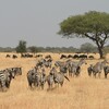 ライオンキングの世界が果てしなく広がる、セレンゲティ国立公園。