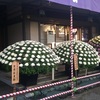 湯島天満宮の菊祭り