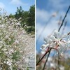 ハクチョウソウ　Gaura lindheimeri