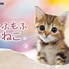 ちっちゃいけどしっかり者❗️世界最小の猫、「サビイロネコ」がクリクリおめめかわいい❗️