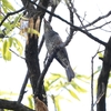 ヒヨドリ、ムクドリ：川原での野鳥観察