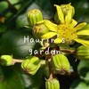 『季節の植物』10月の庭の植物＆昆虫～ツワブキがかわいい～