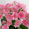 12月30日誕生日の花と花言葉歌句