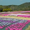 花夢の里：花めぐりシリーズ ⑮（広島県世羅郡世羅町）