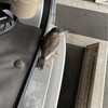 アキサミヨー、突然の来訪者 ムクドリの幼鳥