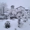 雪の中では鳥も大変。