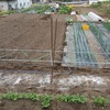 実家の畑で農作業