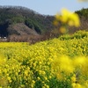 【錦川沿いの菜の花畑】_山口県岩国市