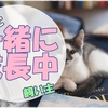 子猫の成長と飼い主の成長をしみじみ感じている毎日の何でもない話
