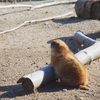 大森山動物園「雪の動物園」2019.1.12②