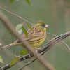 気が強そうな黄色い鳥、アオジ。