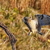 午後４時のコミミズク飛翔色々。