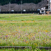 伊豆旅行～田んぼをつかったお花畑～