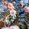 梅と桜の人気の差