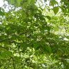 花散歩　ウオーキングでバラ屋敷に行ってきました