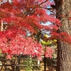 佐白山麓公園の紅葉