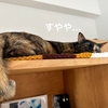 今日もふたりはすやすや。