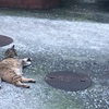 たそがれる猫を見て思うコト☆彡